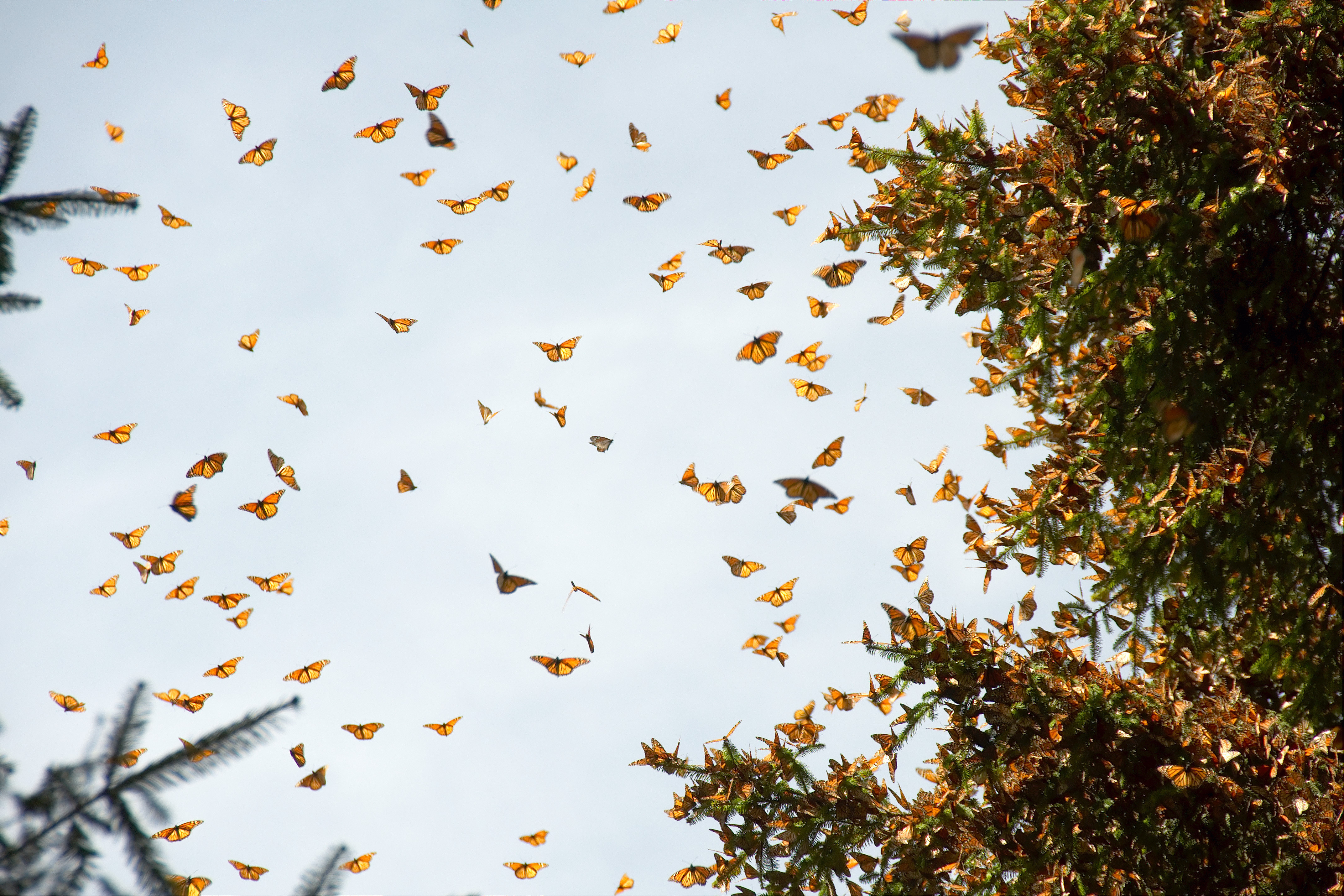 Monarch butterflies in Michoacan